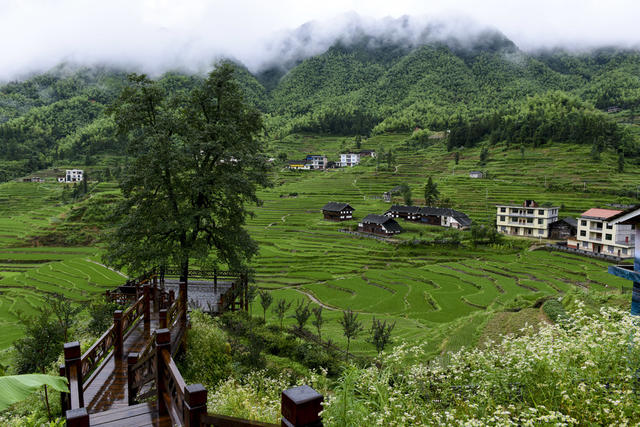 梯田  水稻  山村