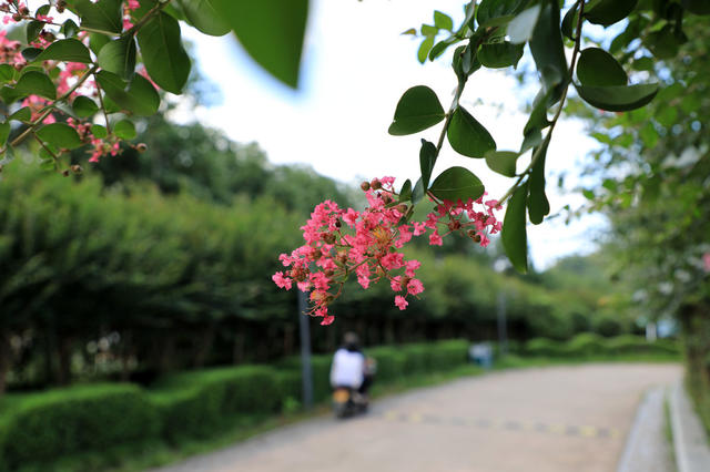 湖南邵东 紫薇花  绽放  靓丽  赏花