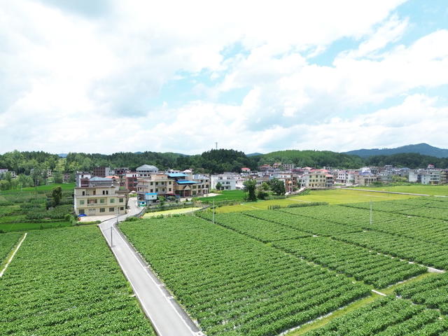 夏日和美乡村画卷