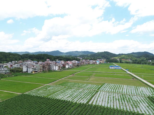夏日和美乡村画卷