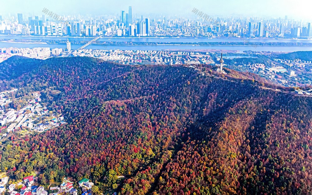 湖南  长沙城  岳麓山  万山红遍  航拍