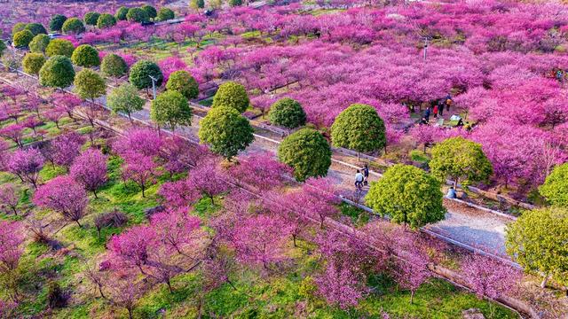 长沙县  北山镇  北山植物园  梅花林  阳光周末