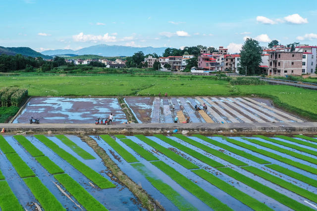集中育秧 水稻 粮食 种植 农业
