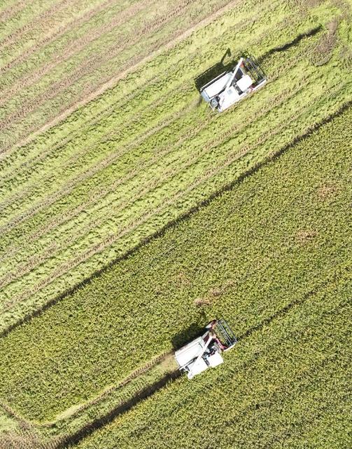 早稻
道县
粮食