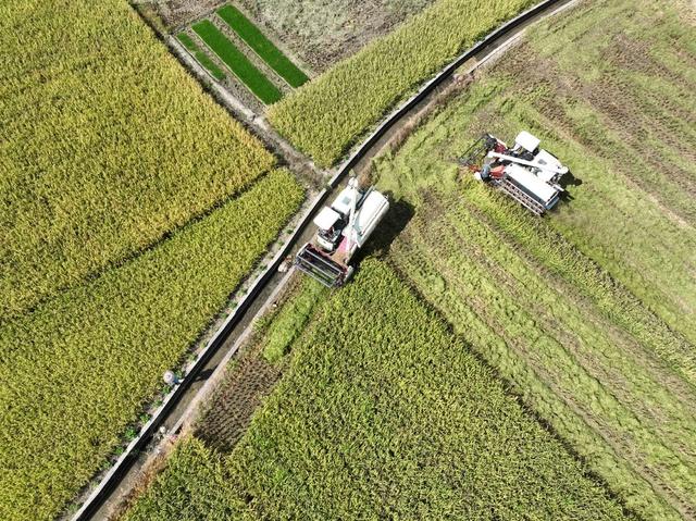 早稻
道县
粮食
