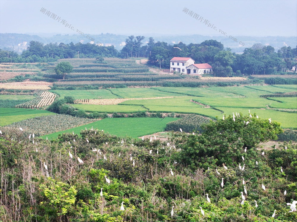 丘岗地区  环境保护  农业生产  白鹭  田园