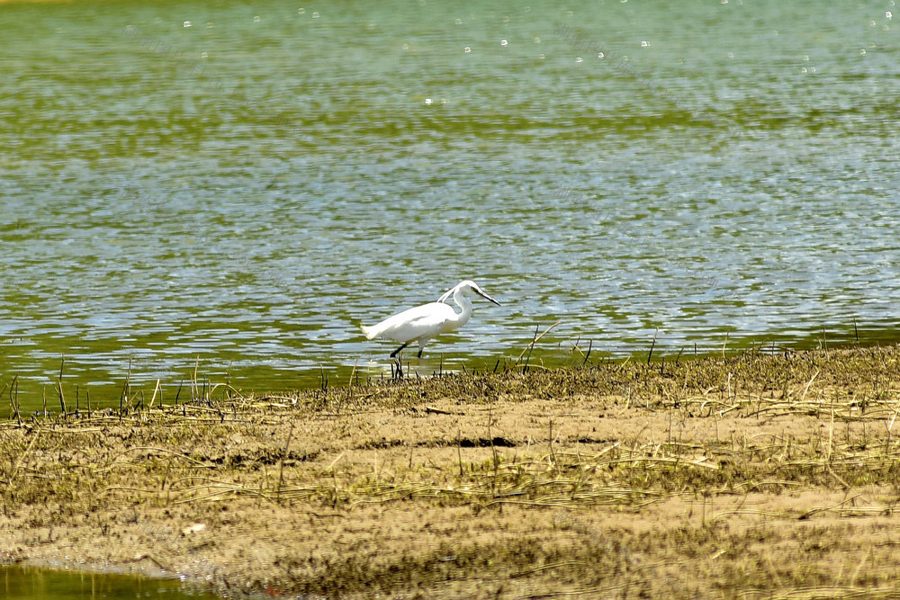 鹭鸟  河湖  水库  水生态