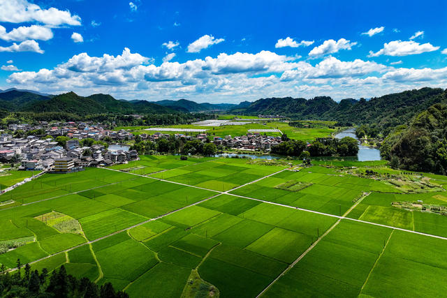 水稻 抽穗 粮食 农业 田 大暑