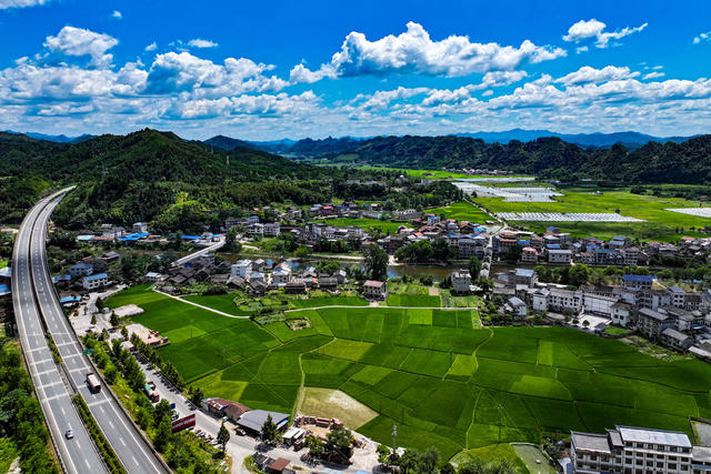 水稻 抽穗 粮食 农业 田 大暑