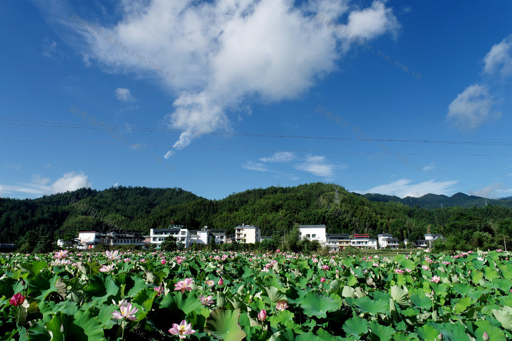 湖南桂东 产业 乡村美  荷花 民宿 避暑