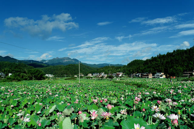 湖南桂东 产业 乡村美  荷花 民宿 避暑