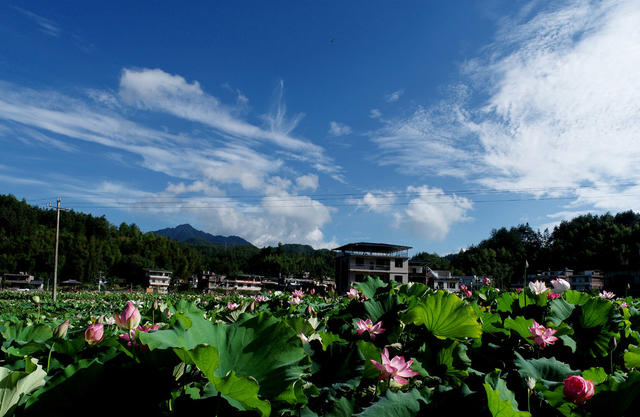 湖南桂东 产业 乡村美  荷花 民宿 避暑