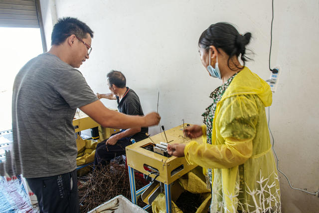 钩藤   中药材  初加工  参观学习