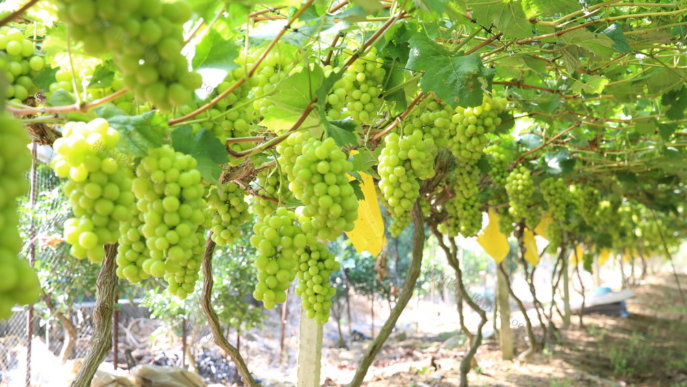 葡萄丰收；助农增收致富