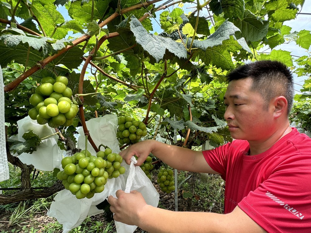 省劳模、“最美退役军人”建功振兴乡村“的甜蜜事业”
