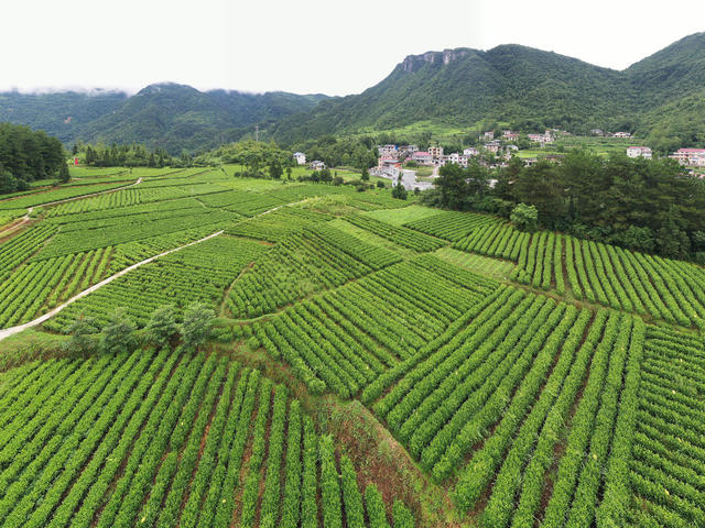 湖南 龙山 产业 茶园 乡村 一村一品 品牌，田间地头 绿油油 