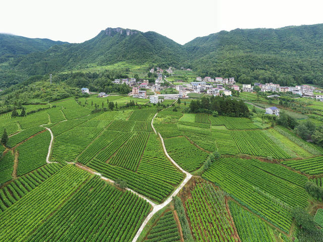 湖南 龙山 产业 茶园 乡村 一村一品 品牌，田间地头 绿油油 