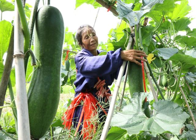  种冬瓜    助增收