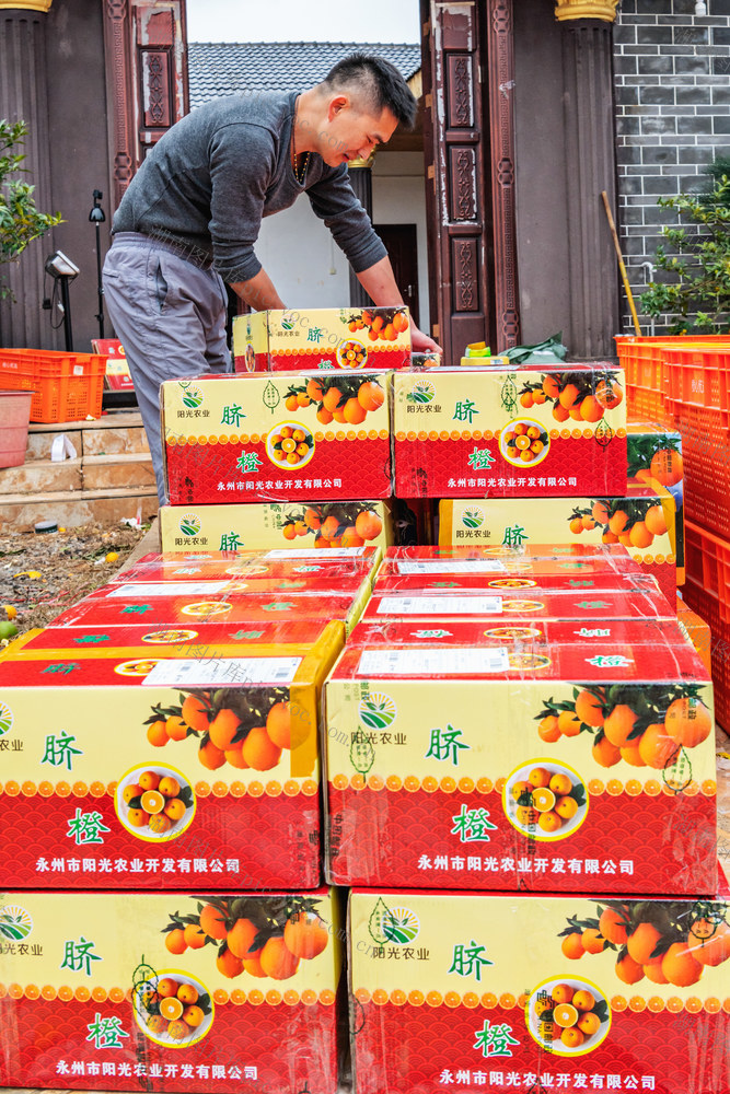 脐橙  销售