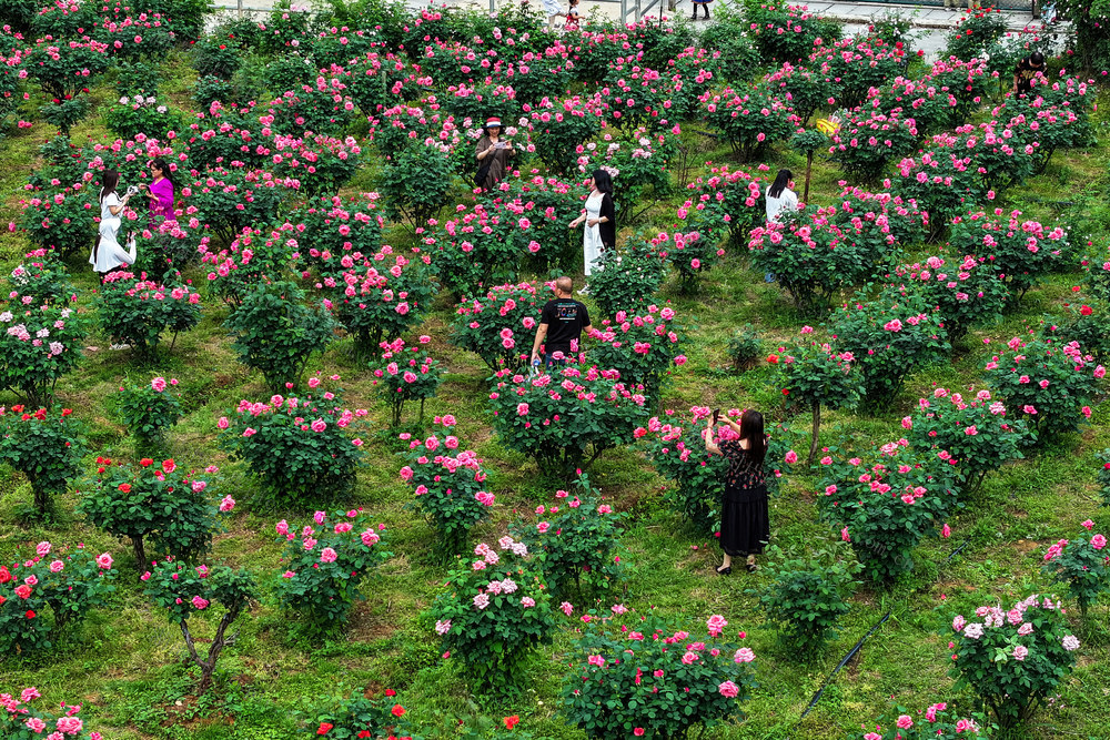 月季 花 花海 游客 乡村