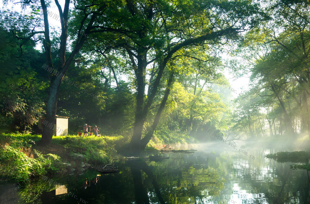 风光  晨雾  小溪  密林