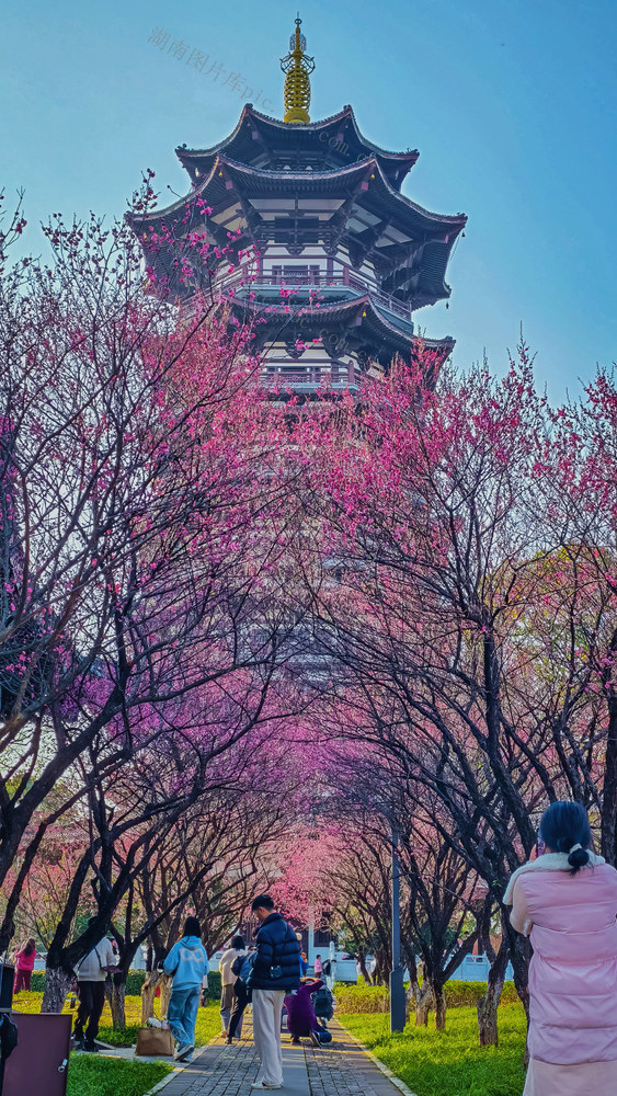 长沙  洋湖湿地公园  白鹭塔  梅花隧道