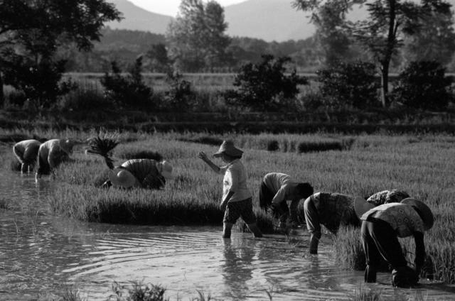 资兴市 蓼江镇 大坪  农村妇女 
 扯秧苗  男劳力 