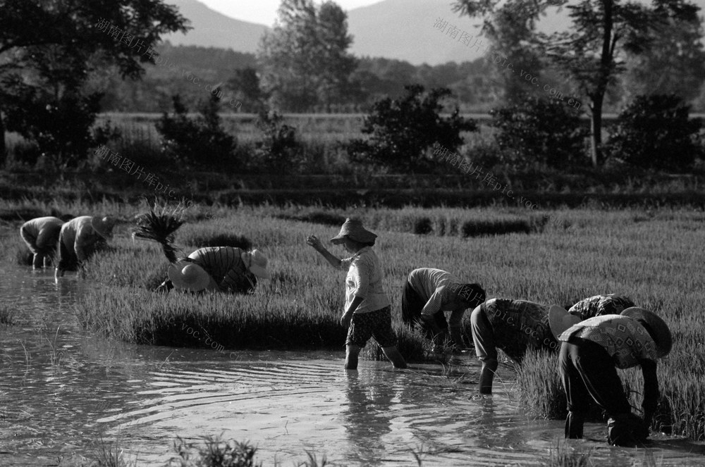 资兴市 蓼江镇 大坪  农村妇女 
 扯秧苗  男劳力 