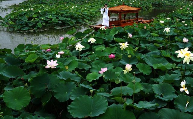 湘潭 荷花园