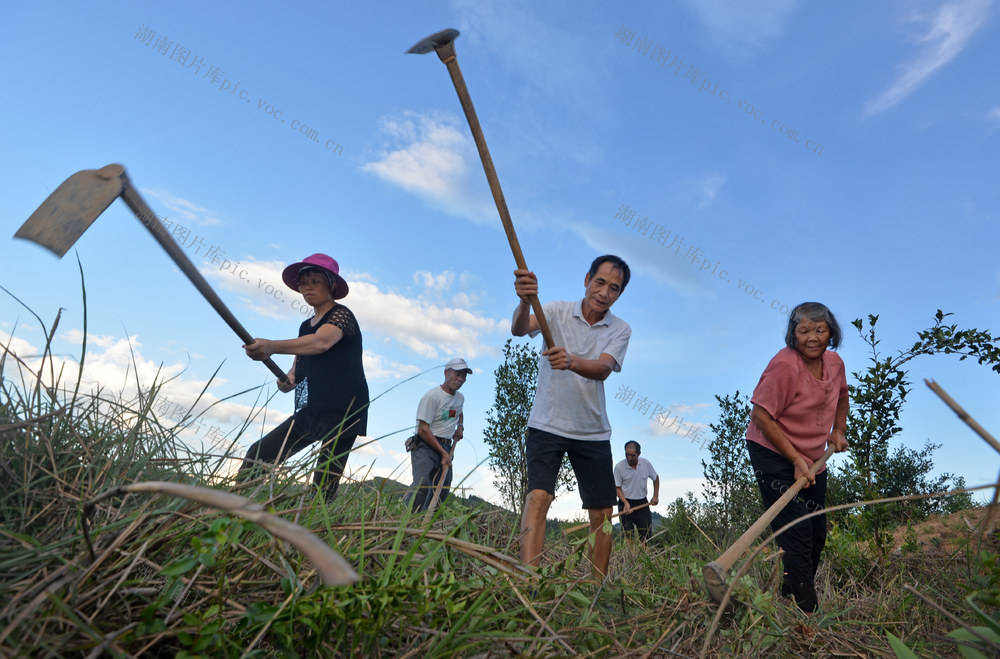 邵阳县 黄亭市镇油茶油斯村 油茶
