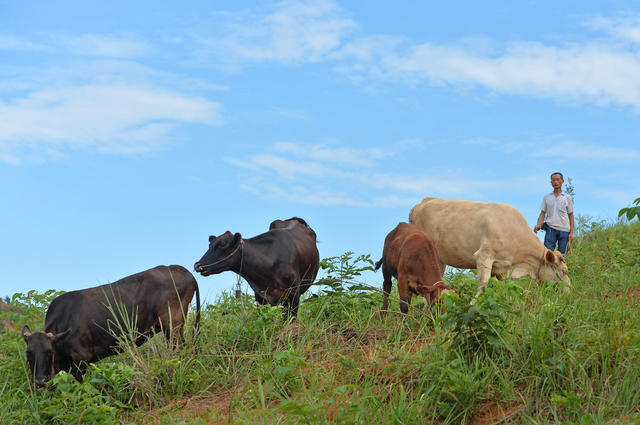 邵阳县 黄亭市镇 油斯村 吴顺田