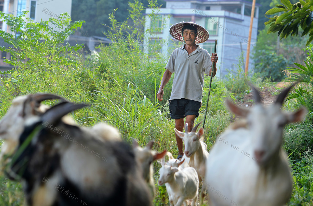 邵阳县 黄亭市镇 油斯村 吴林云