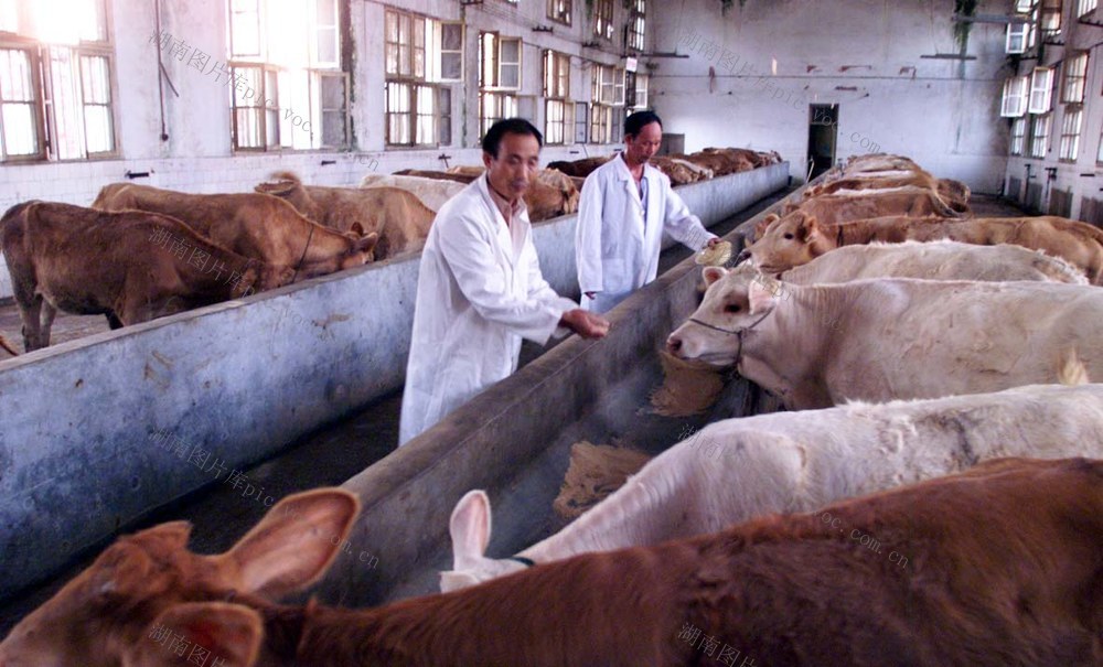 2002年6月24日，邵阳县七里山肉牛基地。刘建光 摄