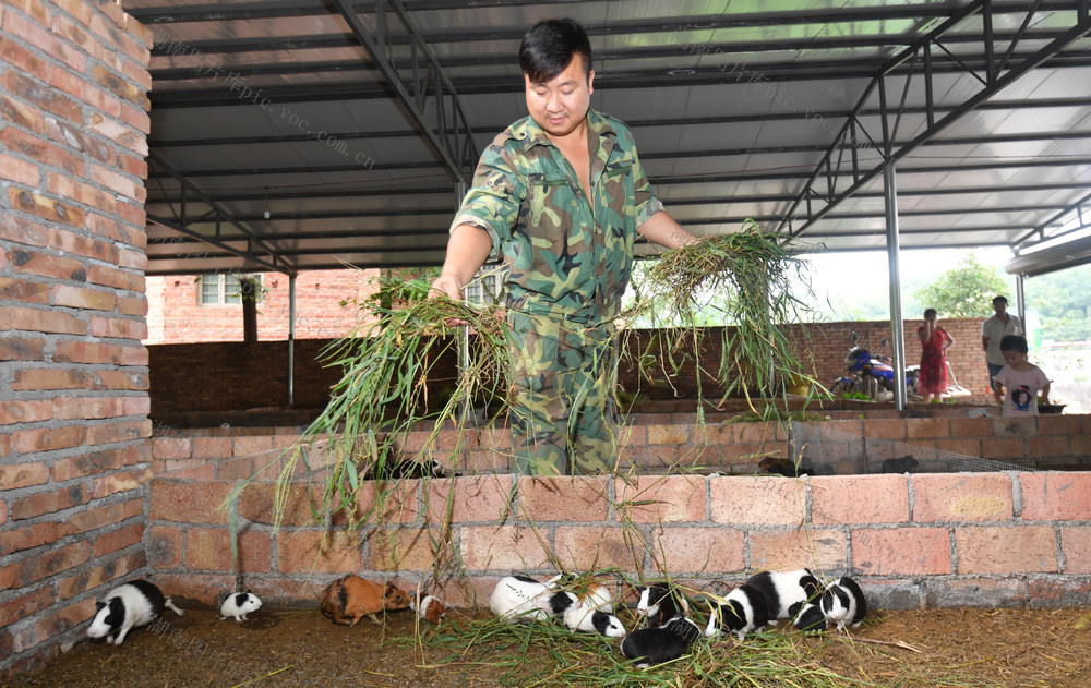邵阳县 罗城乡 保和村  李外华 豚鼠 喂草