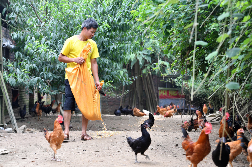 邵阳县 白仓镇 塘代村 养鸡 喂鸡