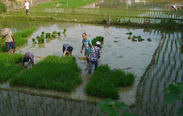 邵阳县塘渡口镇黄塘村 
 扯秧 插秧 抢插秧苗