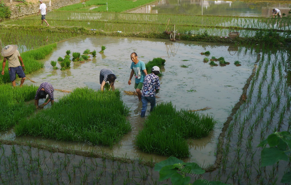 邵阳县塘渡口镇黄塘村 
 扯秧 插秧 抢插秧苗