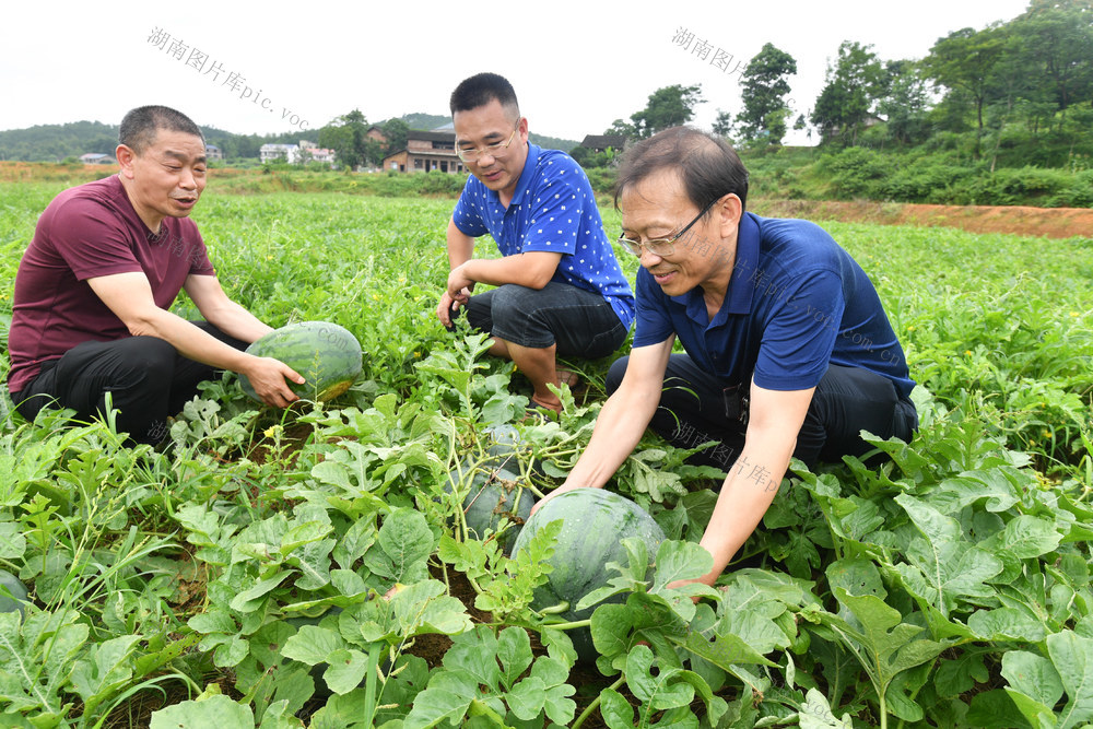 邵阳县 谷洲镇 兰子村 西瓜 帮扶点