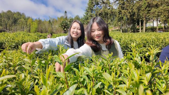 茶叶采摘  乡村振兴 乐享农趣