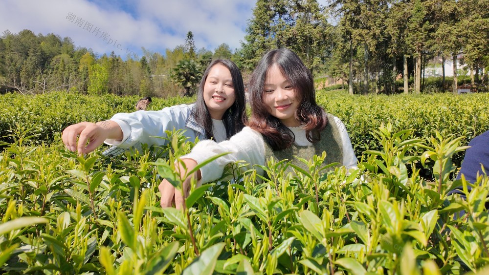茶叶采摘  乡村振兴 乐享农趣