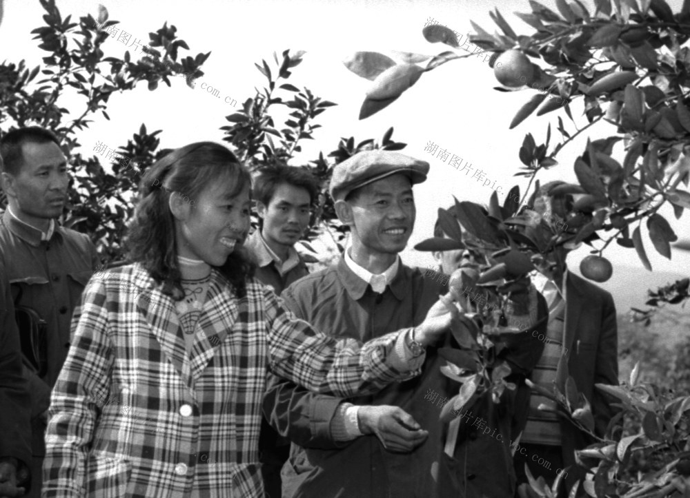 邵阳县红石乡庙元村 柑橘