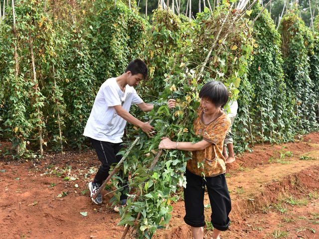 湖南双峰   青树坪淮山   乡村振兴  产业发展   农民增收  经济作物   国家地理标志保护产品   食品