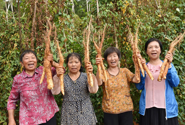 湖南双峰   青树坪淮山   乡村振兴  产业发展   农民增收  经济作物   国家地理标志保护产品   食品
