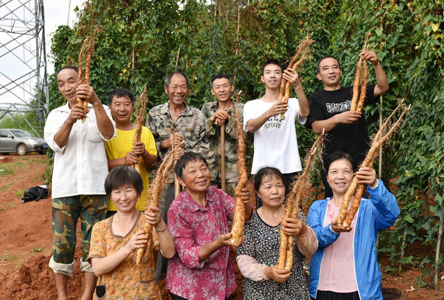 湖南双峰   青树坪淮山   乡村振兴  产业发展   农民增收  经济作物   国家地理标志保护产品   食品