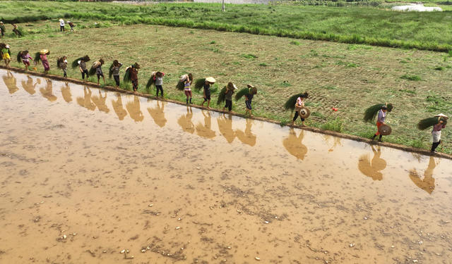 席草 草席 祁东 金桥 增收 