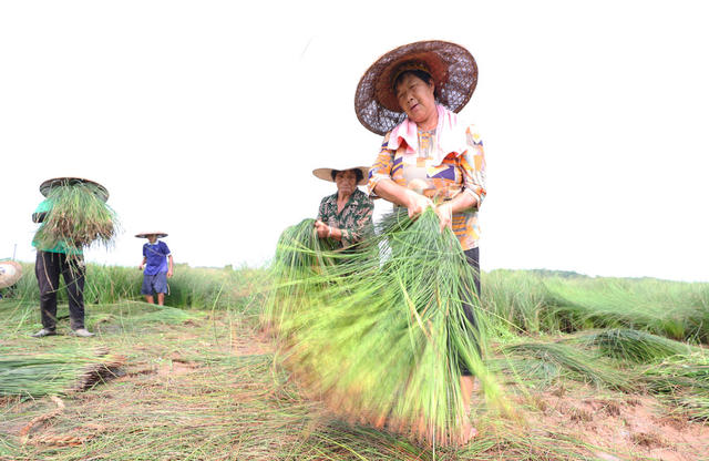 席草 草席 祁东 金桥 增收 