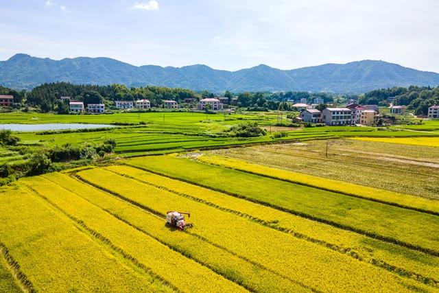 双峰县　收割机　农友集团　农机　粮食生产　双季稻　早稻　双抢