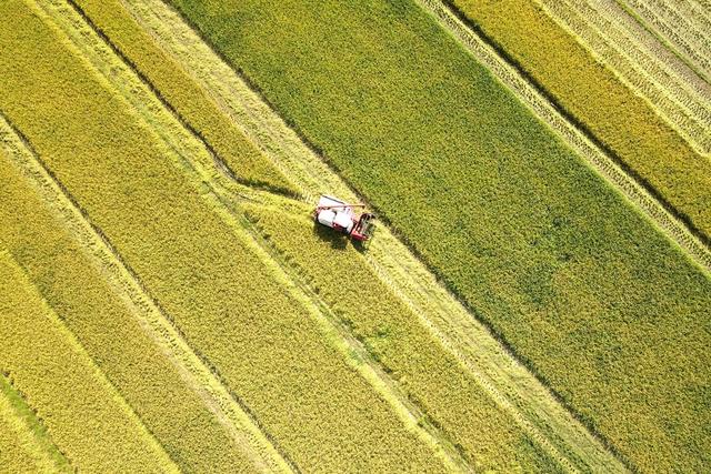双峰县　收割机　农友集团　农机　粮食生产　双季稻　早稻　双抢
