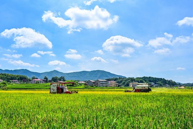 双峰县　收割机　农友集团　农机　粮食生产　双季稻　早稻　双抢