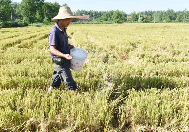 常德  澧县  二十四节气  立秋  粮食生产与安全  中稻抢收